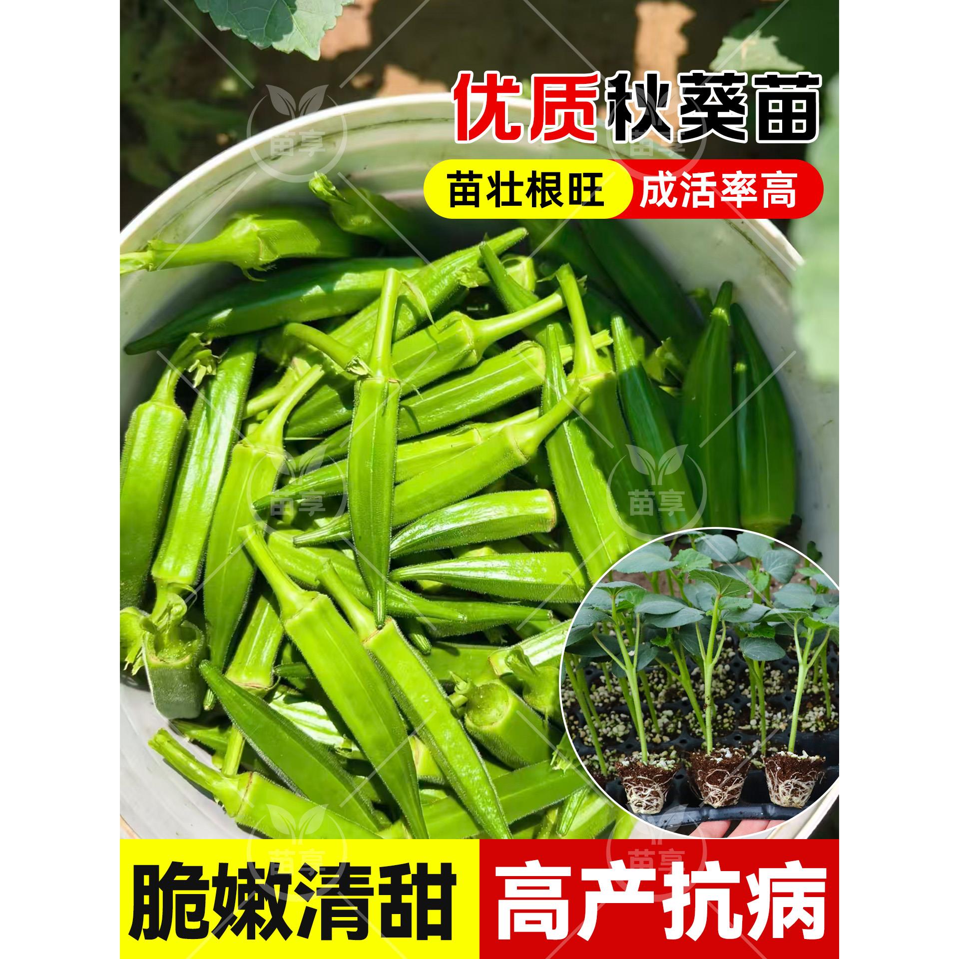 黄红秋葵种子籽水果夏季四