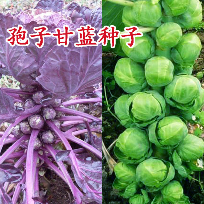 孢子甘蓝种籽抱紫色特蔬菜