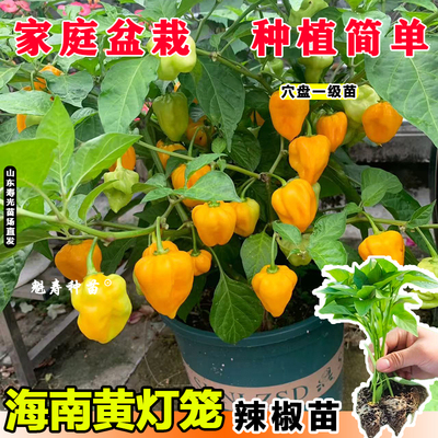 海南黄灯笼辣椒种子苗超