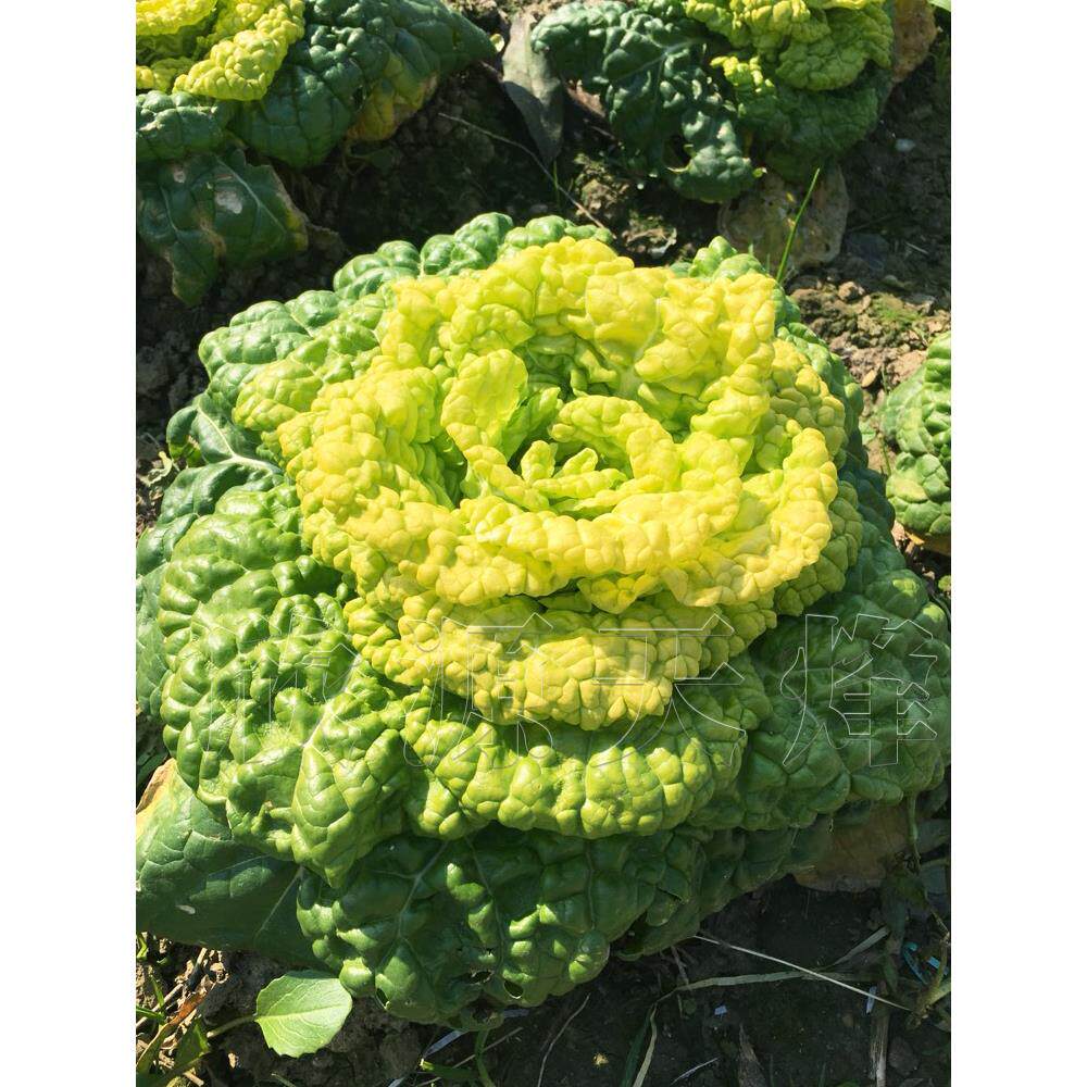 黄心乌塌菜种籽卷菊小白蔬