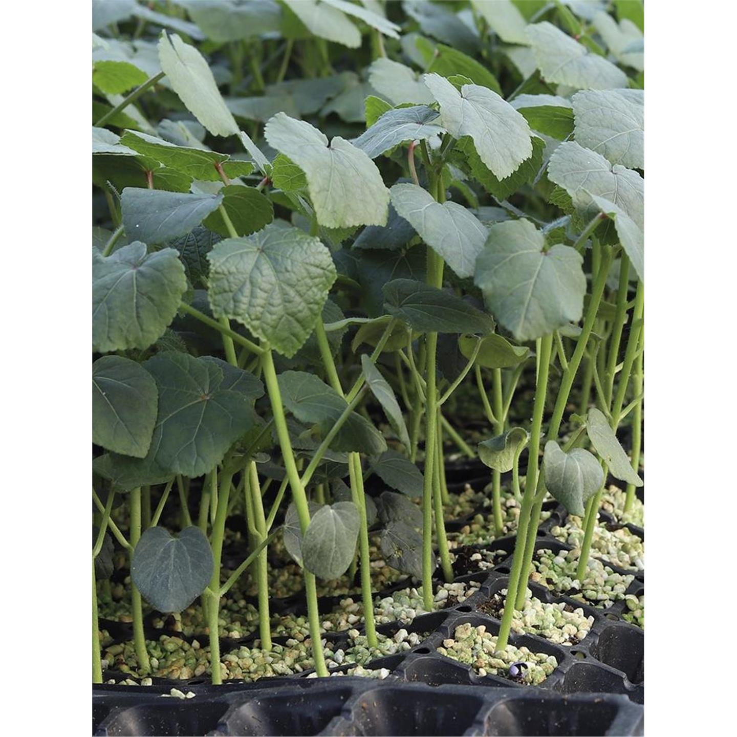 蔬菜苗大全四季盆栽秧番茄