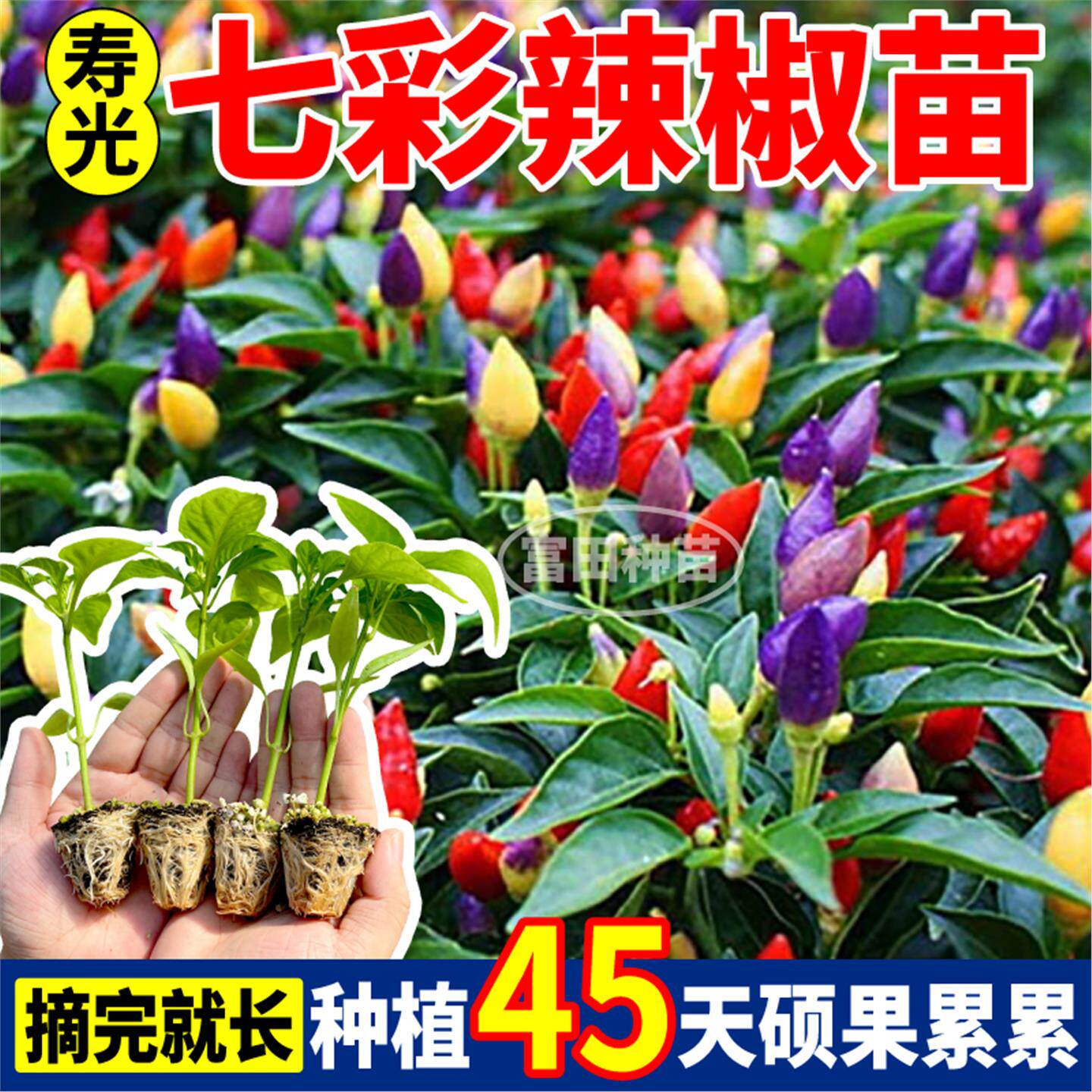 寿光七彩辣椒苗秧四季高产