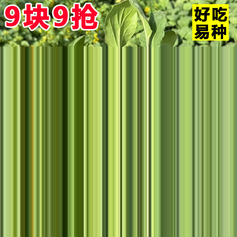 四季茄子苗秧紫把长绿冠青