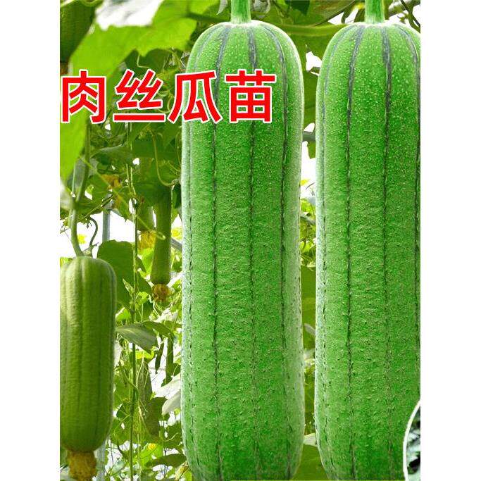 高产肉丝瓜苗秧春夏秋季短