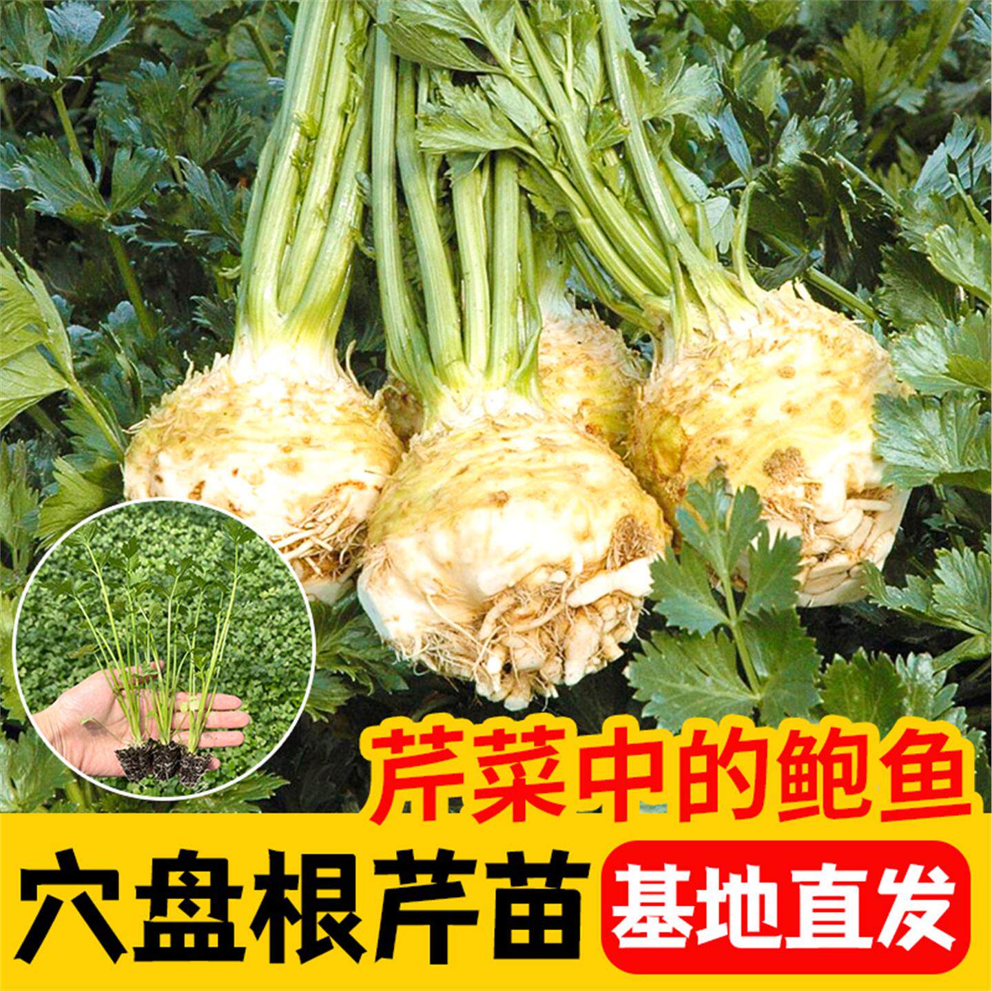 山东寿光根芹苗秧带土发货