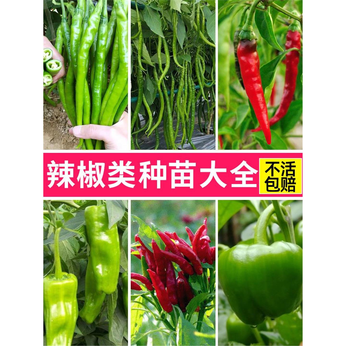 辣椒苗盆栽阳台四季七彩螺
