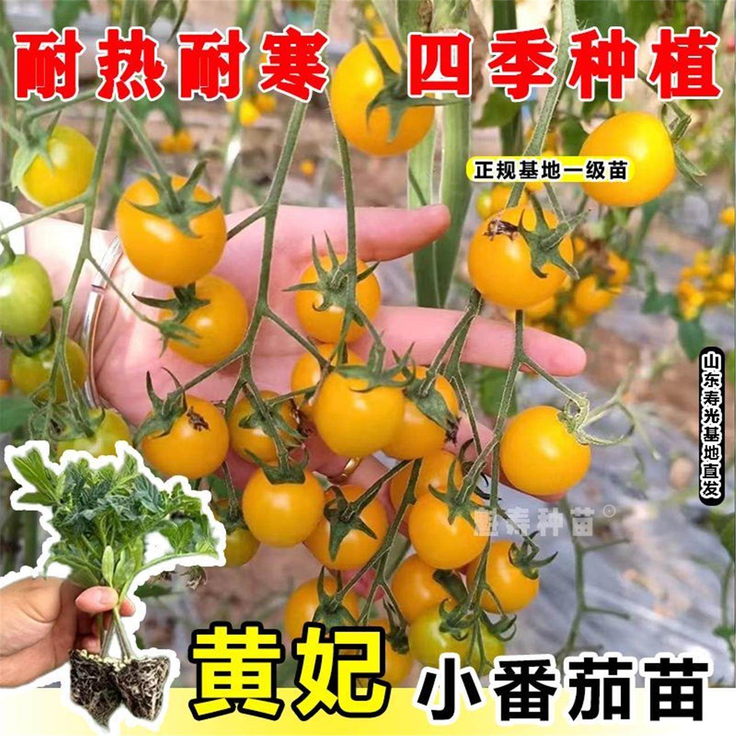 黄妃樱桃番茄秧苗西红柿种