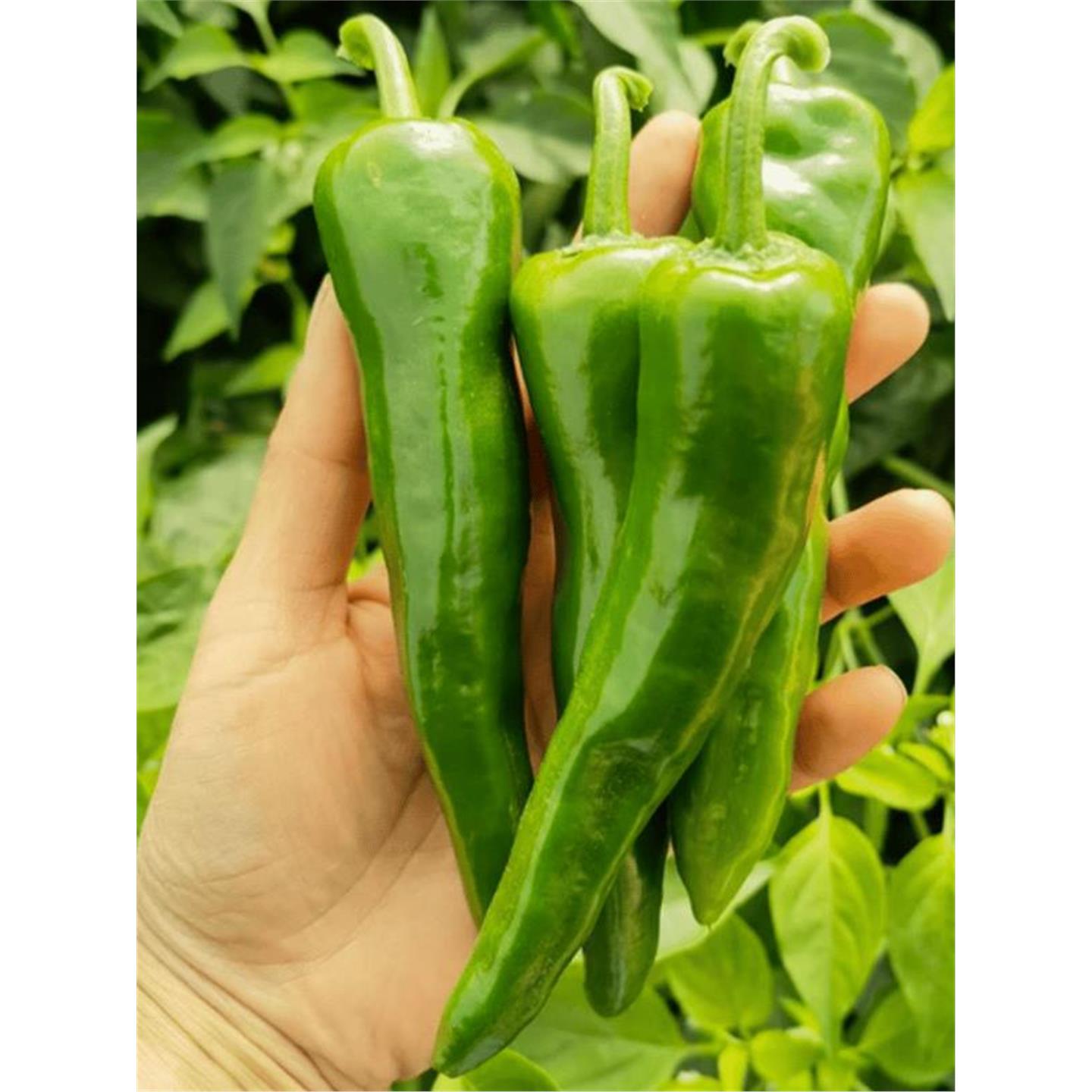 特辣辣妹子辣椒秧苗带土球青红两用巨辣魔鬼椒朝天椒子辣椒树苗籽