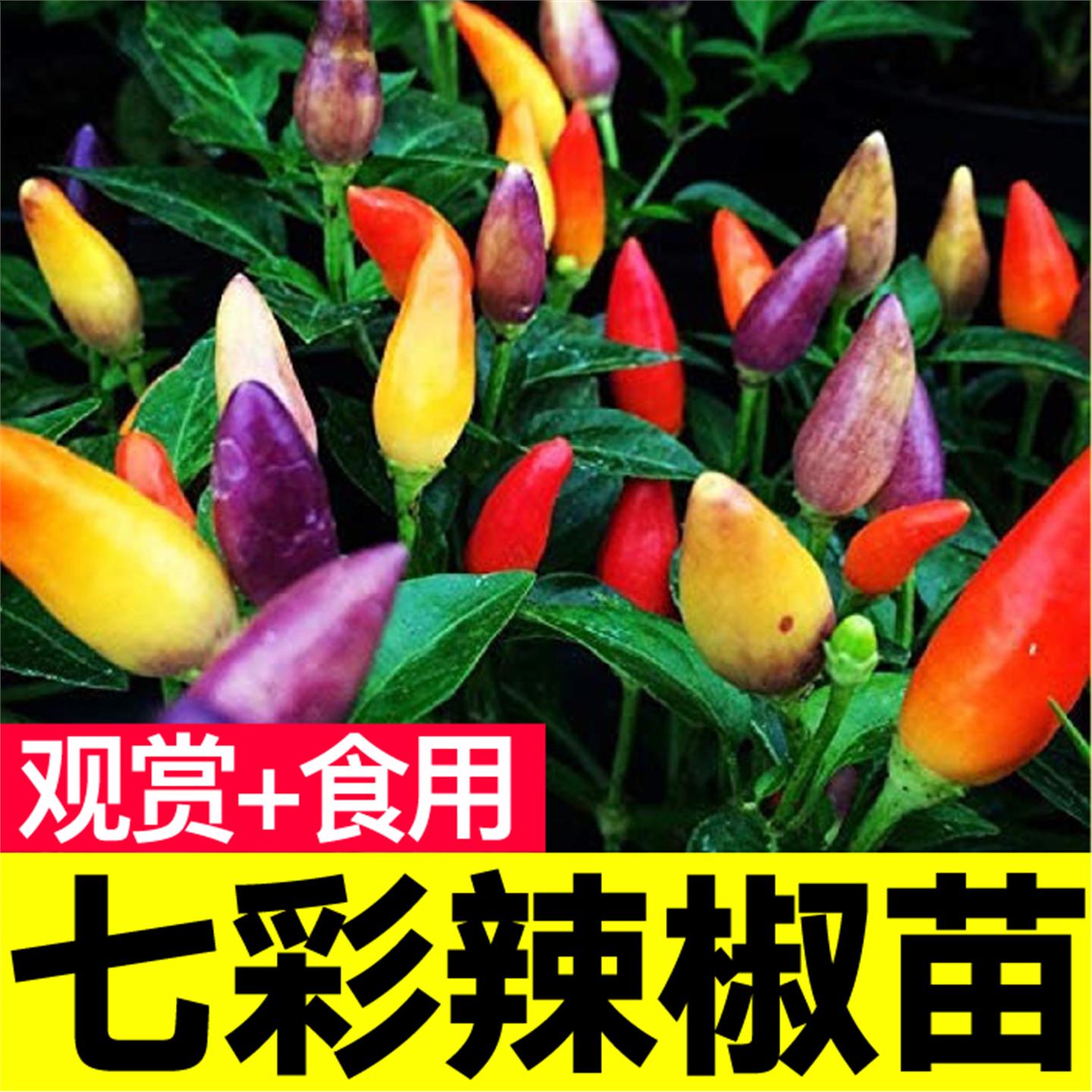 食用观赏七彩五辣椒苗秧带
