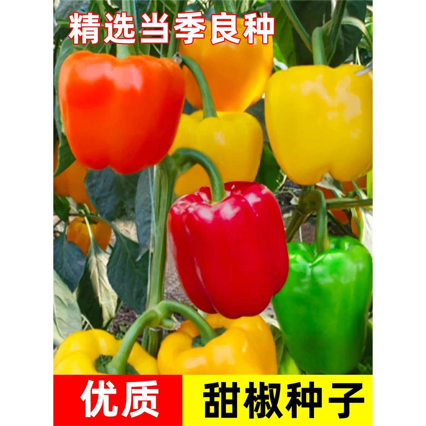 七彩椒种子甜灯笼籽四季播