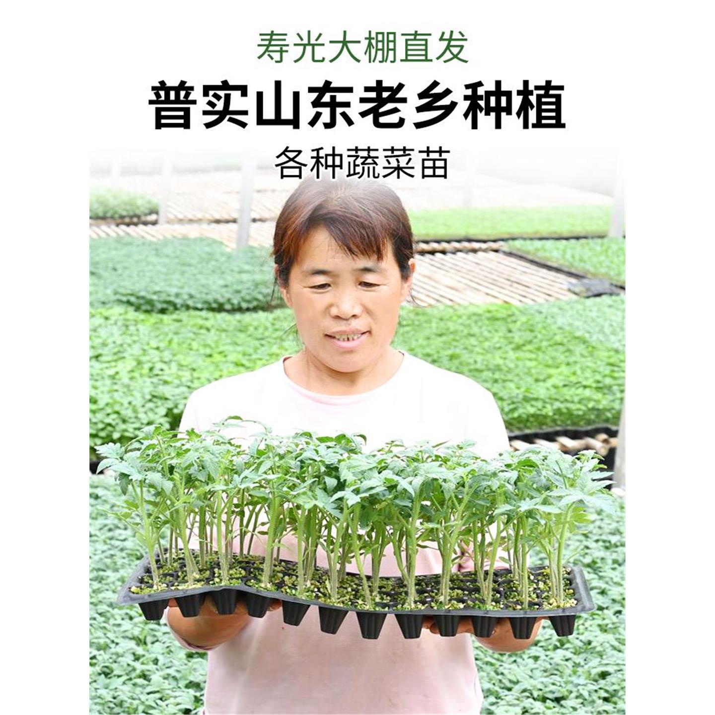 蔬菜苗幼西红柿圣女果瓜辣