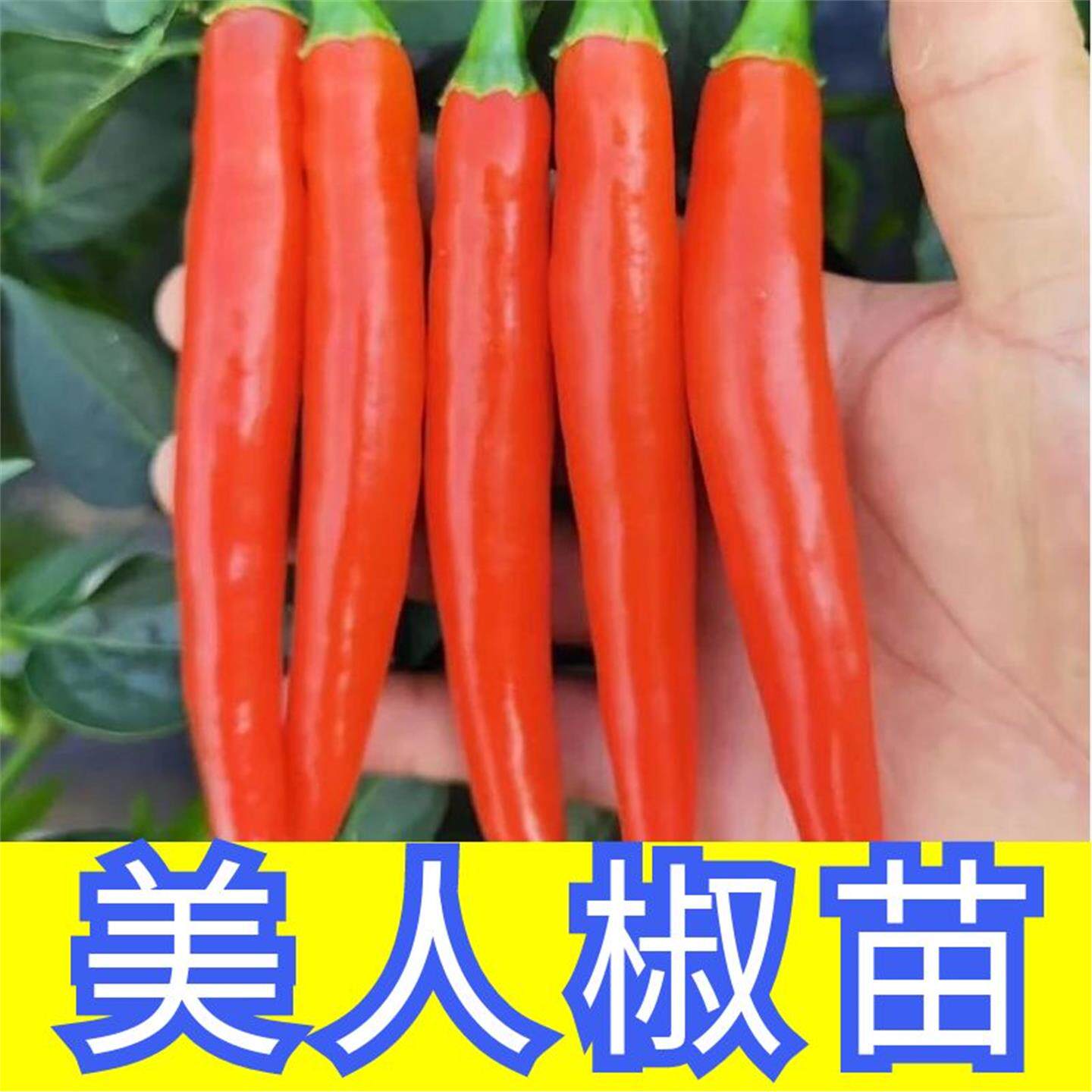美人椒辣苗香二荆条秧高产