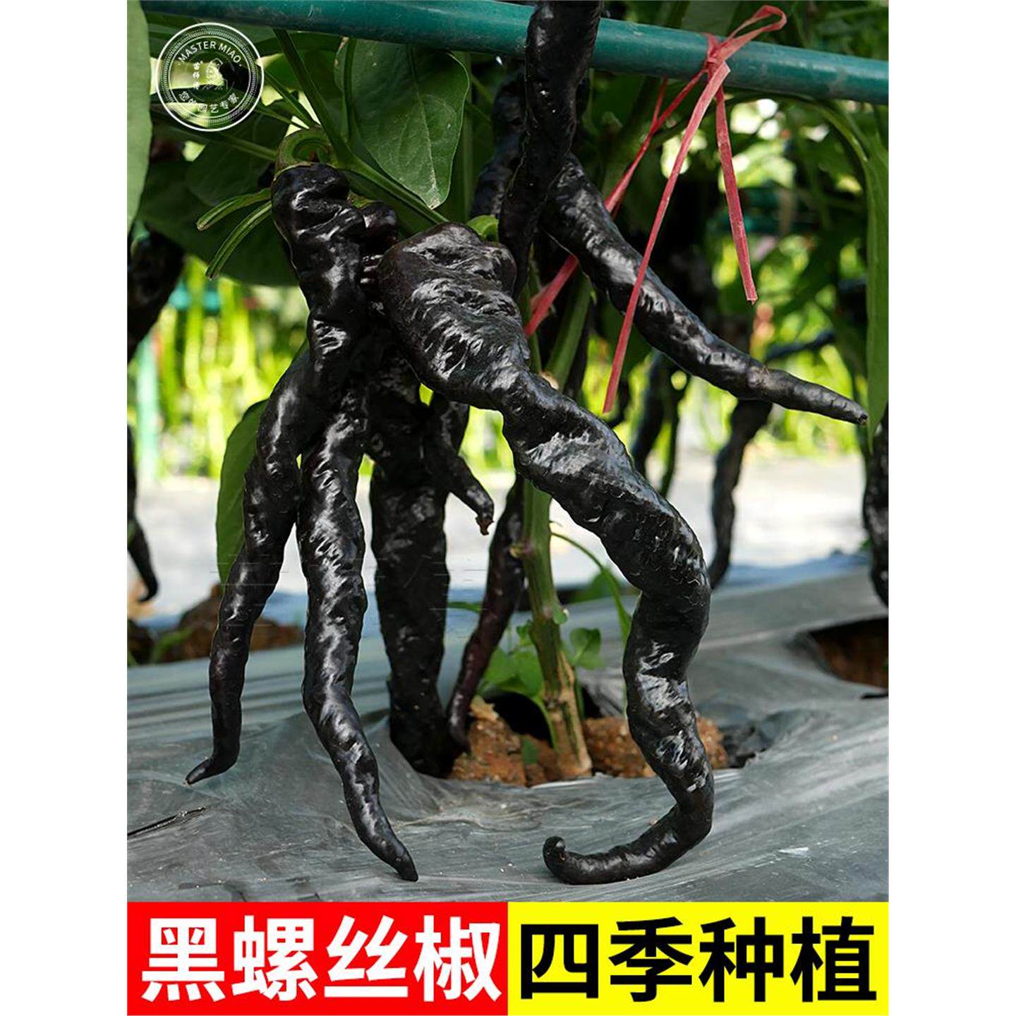 黑紫色螺丝椒尖椒麻椒泡椒辣椒种子种籽四季盆栽蔬菜苗孑秧苗高产
