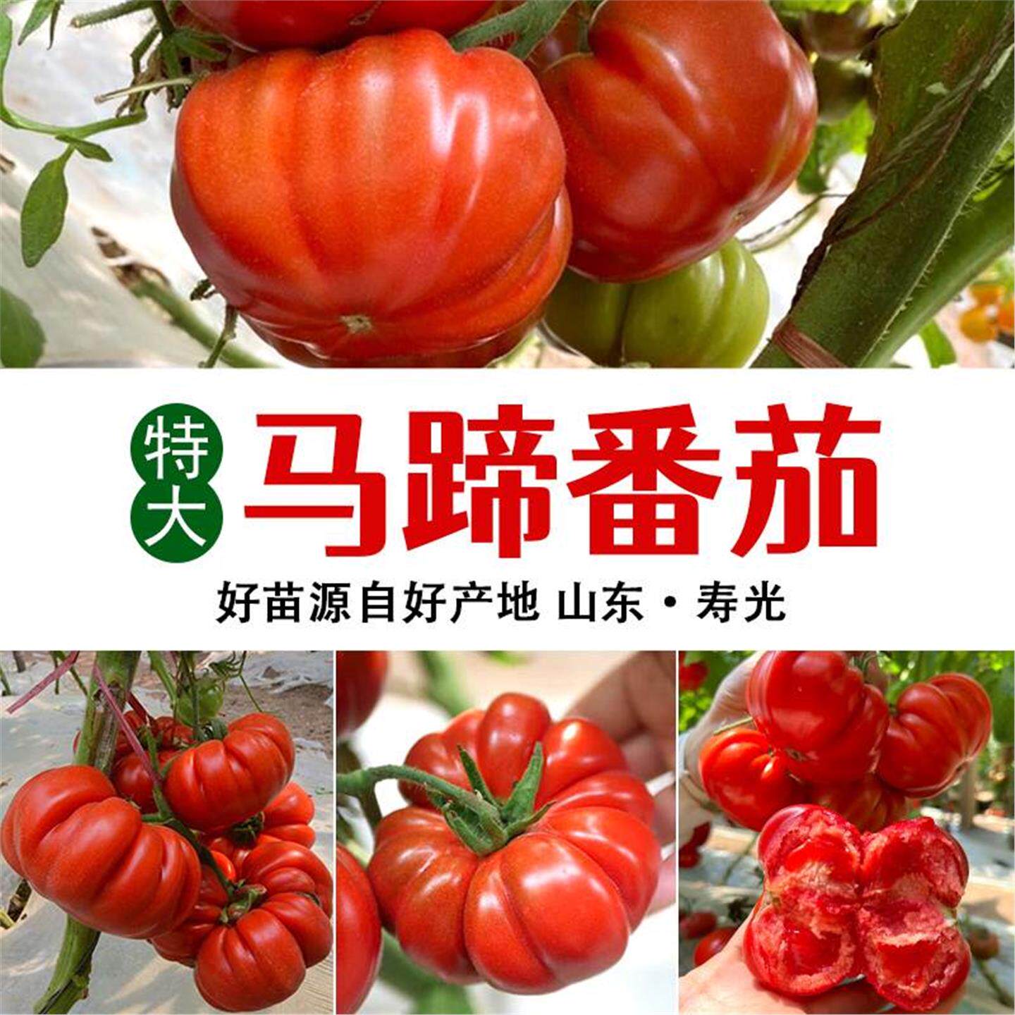 马蹄番茄苗子大红阳台黄秧