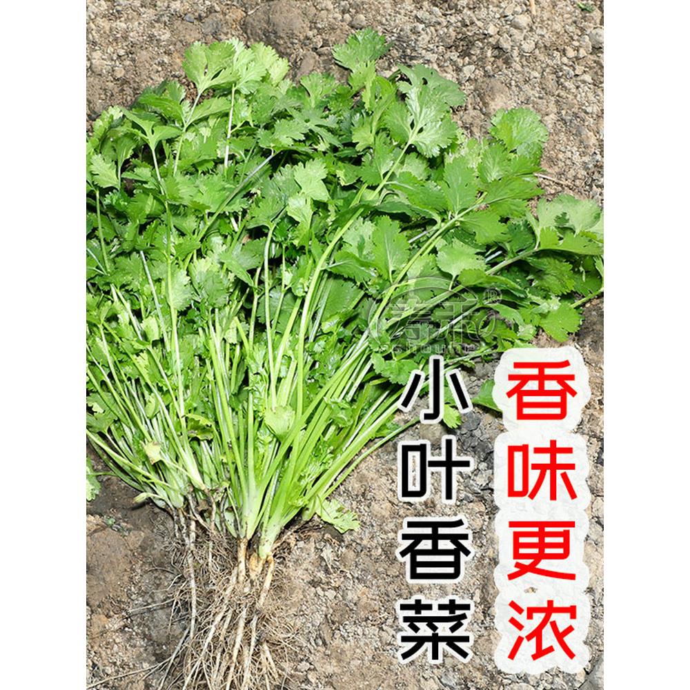 农家小叶香菜种子苗冬季籽