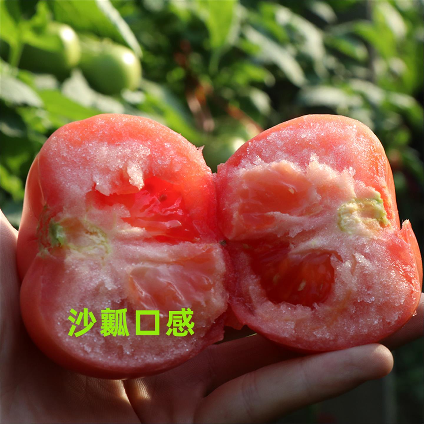 老品种番茄籽子苗大果西红