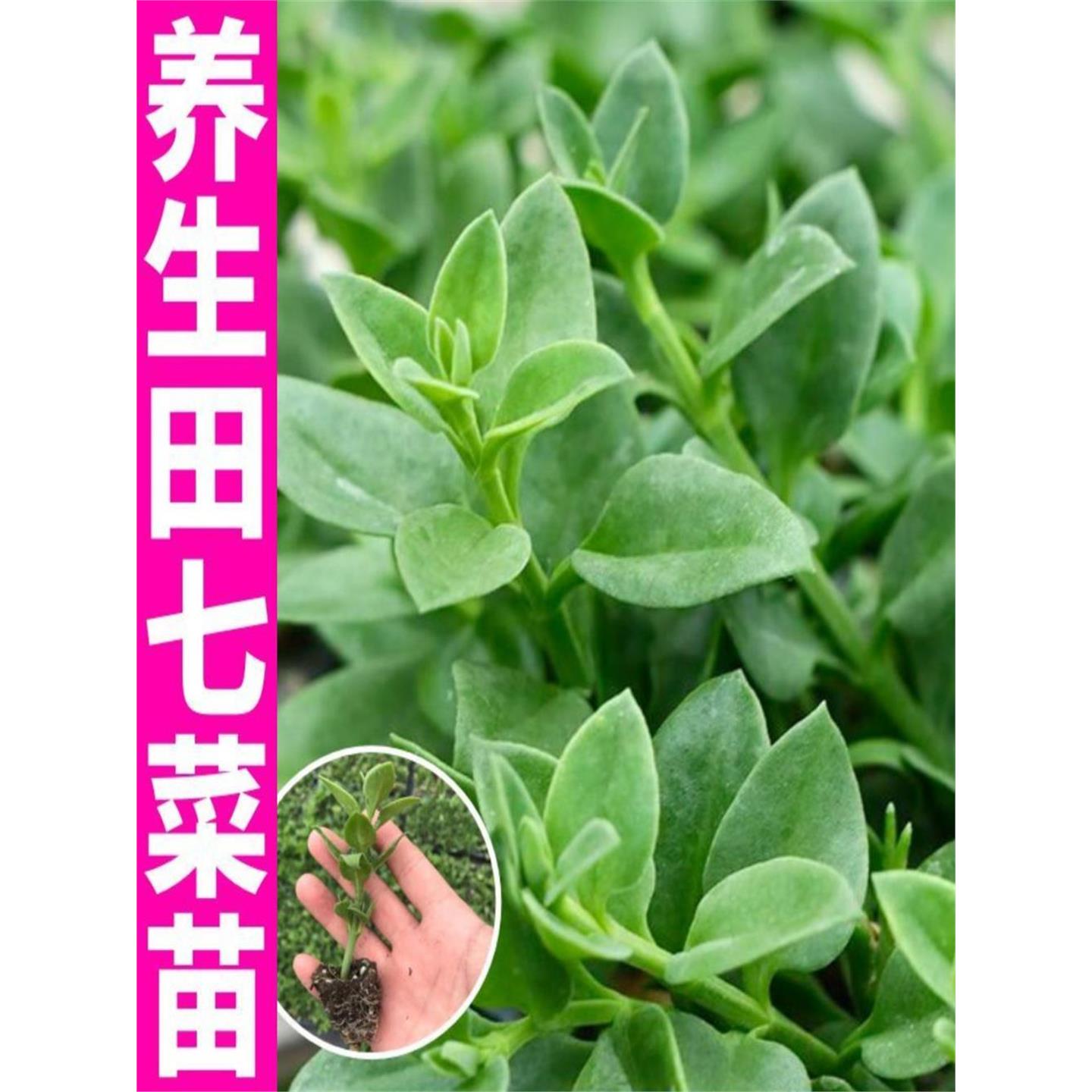 菜用田七秧苗食穿心莲牡丹