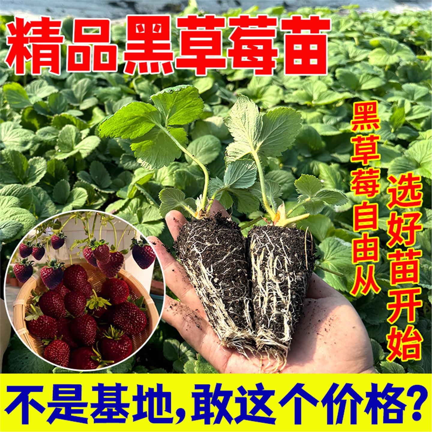 黑珍珠草莓苗秧冬季盆栽植