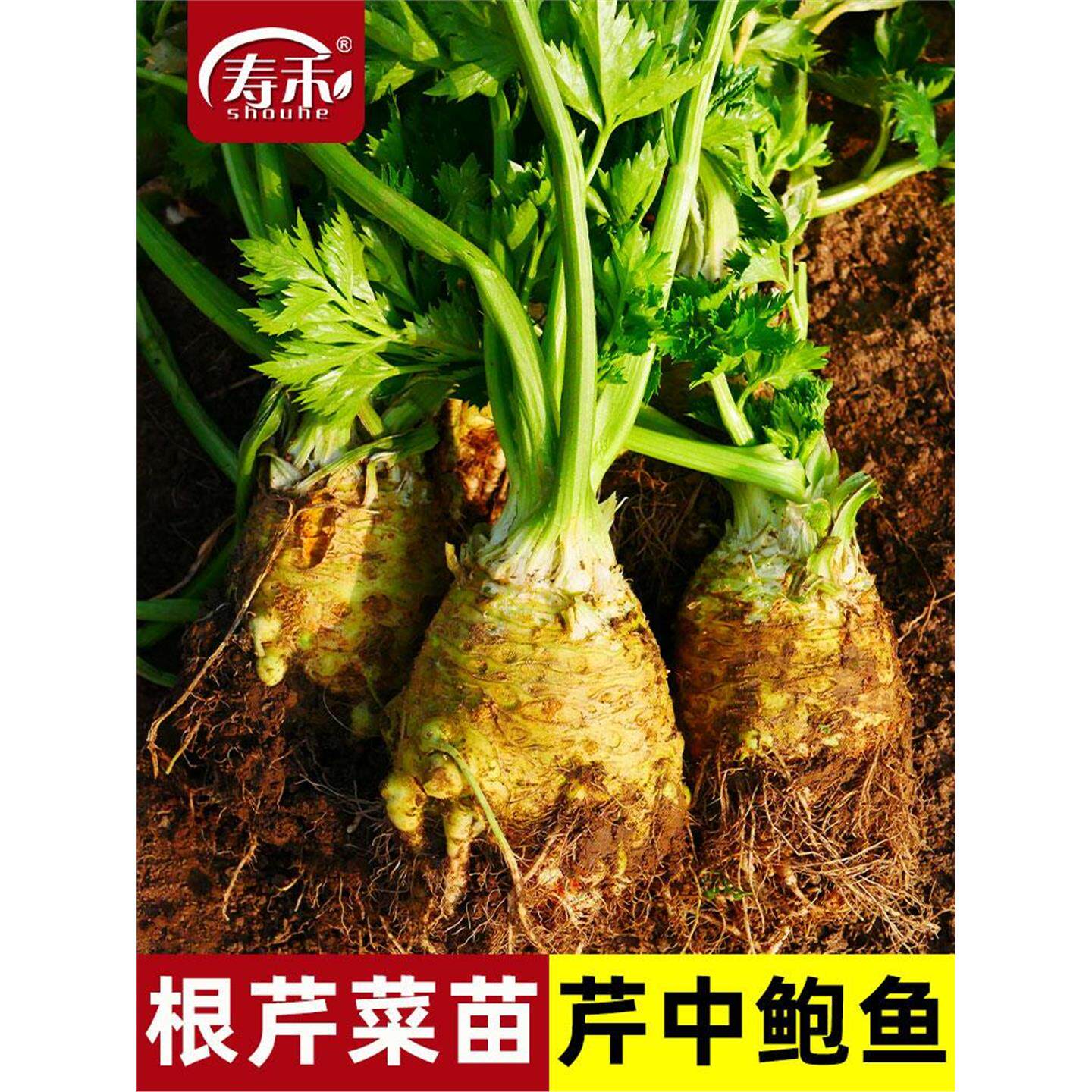 地中海根芹种子菜籽莱苗秧
