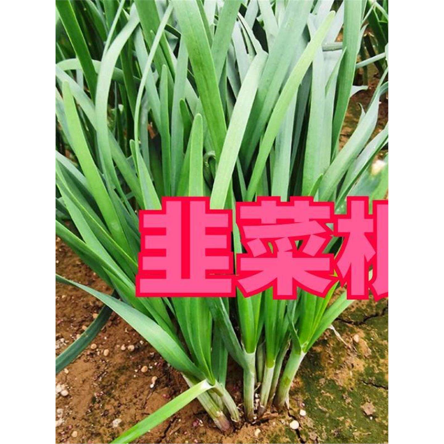 韭菜根苗白现挖种四季宽叶