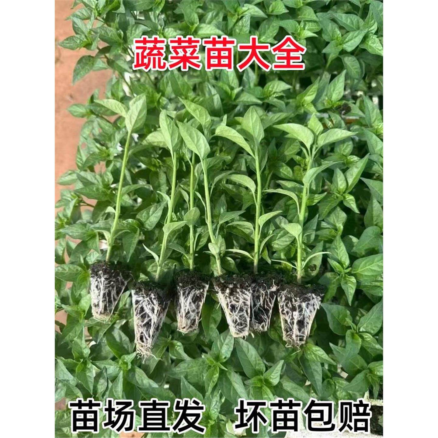 四季辣椒苗番茄子黄瓜西甘