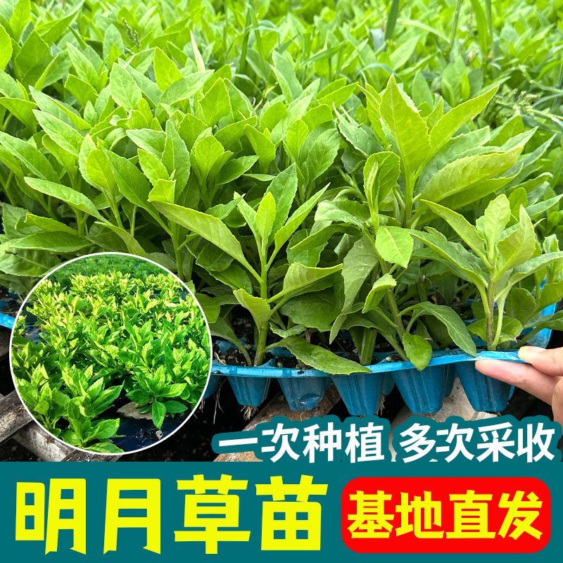 明月草苗种紫茎金鸡毛富贵
