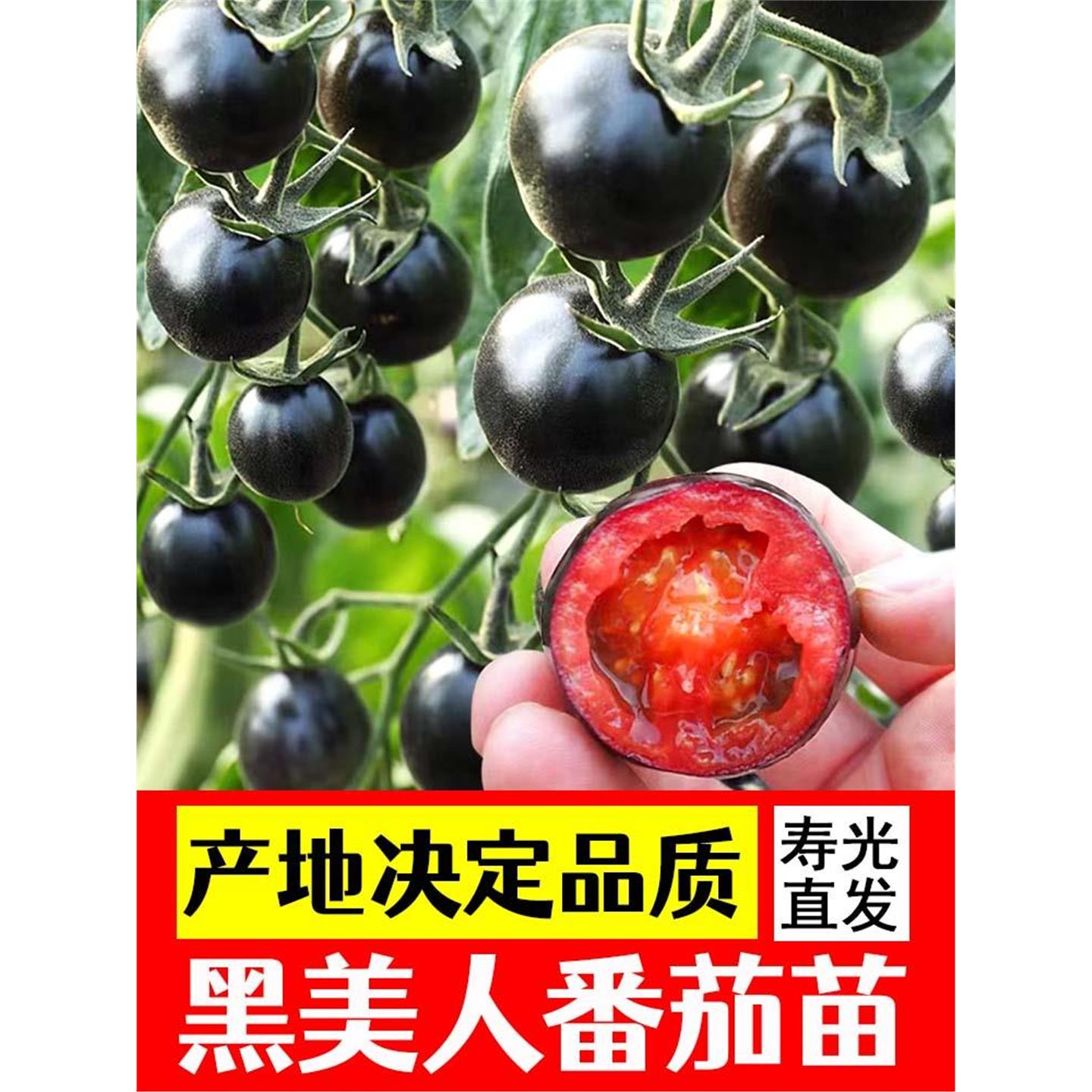 黑美人小珍珠番茄苗秧种子