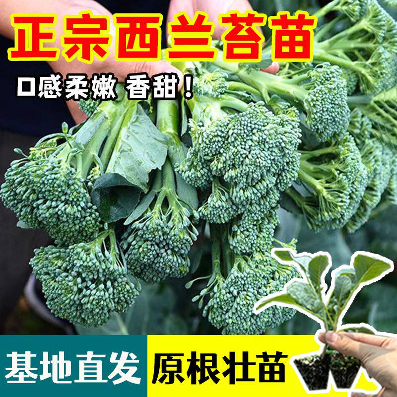 西兰苔苗秧苗芥蓝芥兰种苗耐寒蔬菜四季盆栽蔬菜秧苗阳台庭院种植