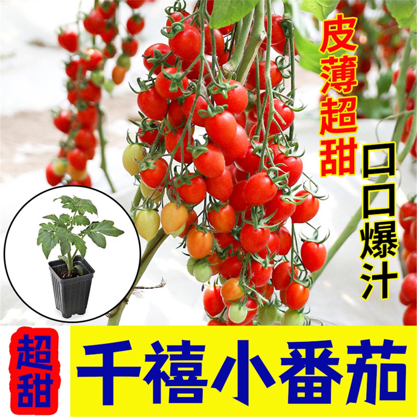 千禧圣女果苗秧瀑布小番茄