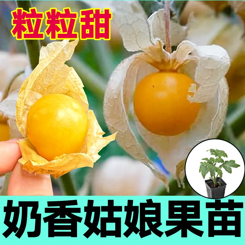 超甜奶香姑娘果苗秧带土球