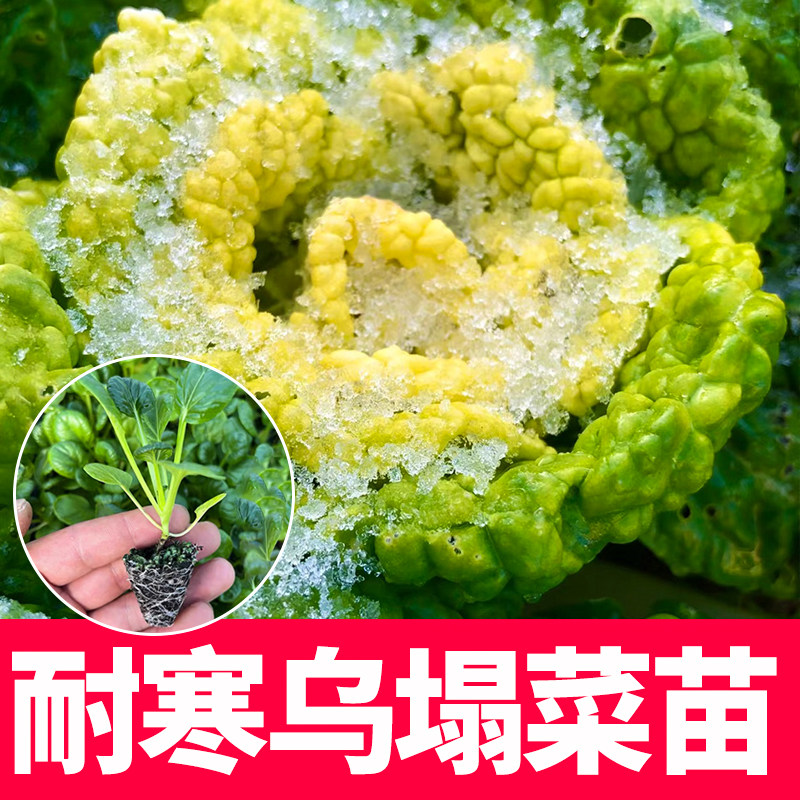 耐寒乌塌菜秧苗黄心黑秋冬