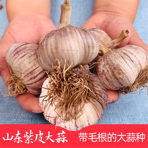山东蒜头干种籽苗皮四季农