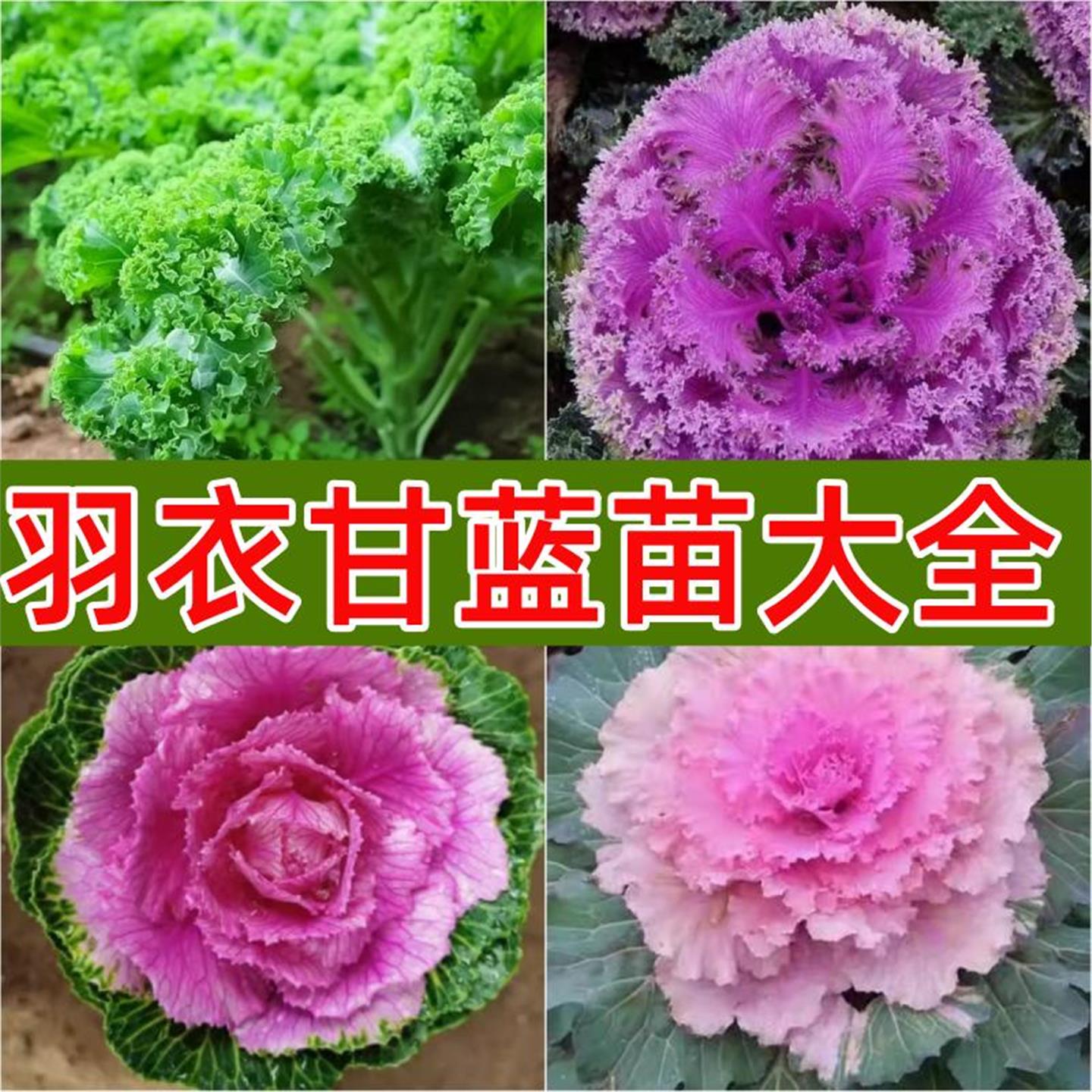 绿羽甘蓝苗衣食用耐寒冻阳