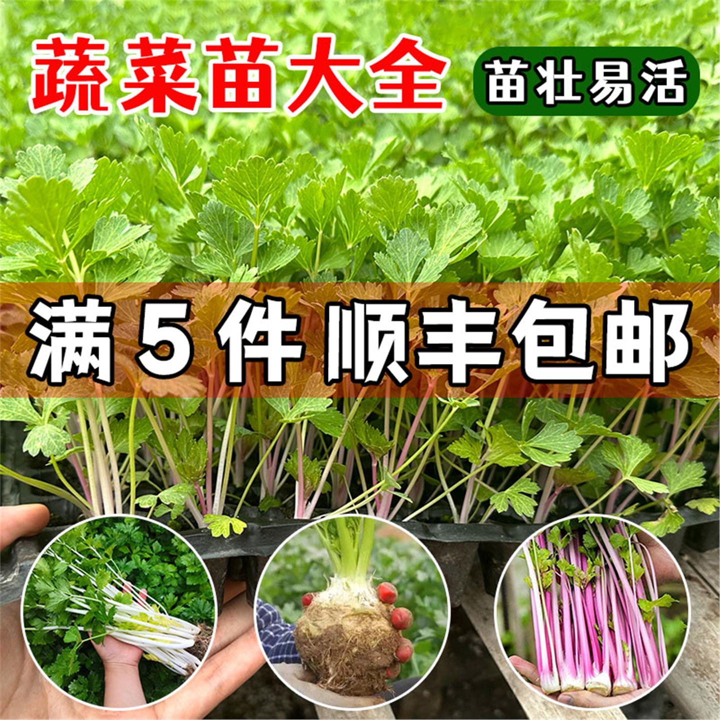 各种蔬菜苗四季植秧番茄红