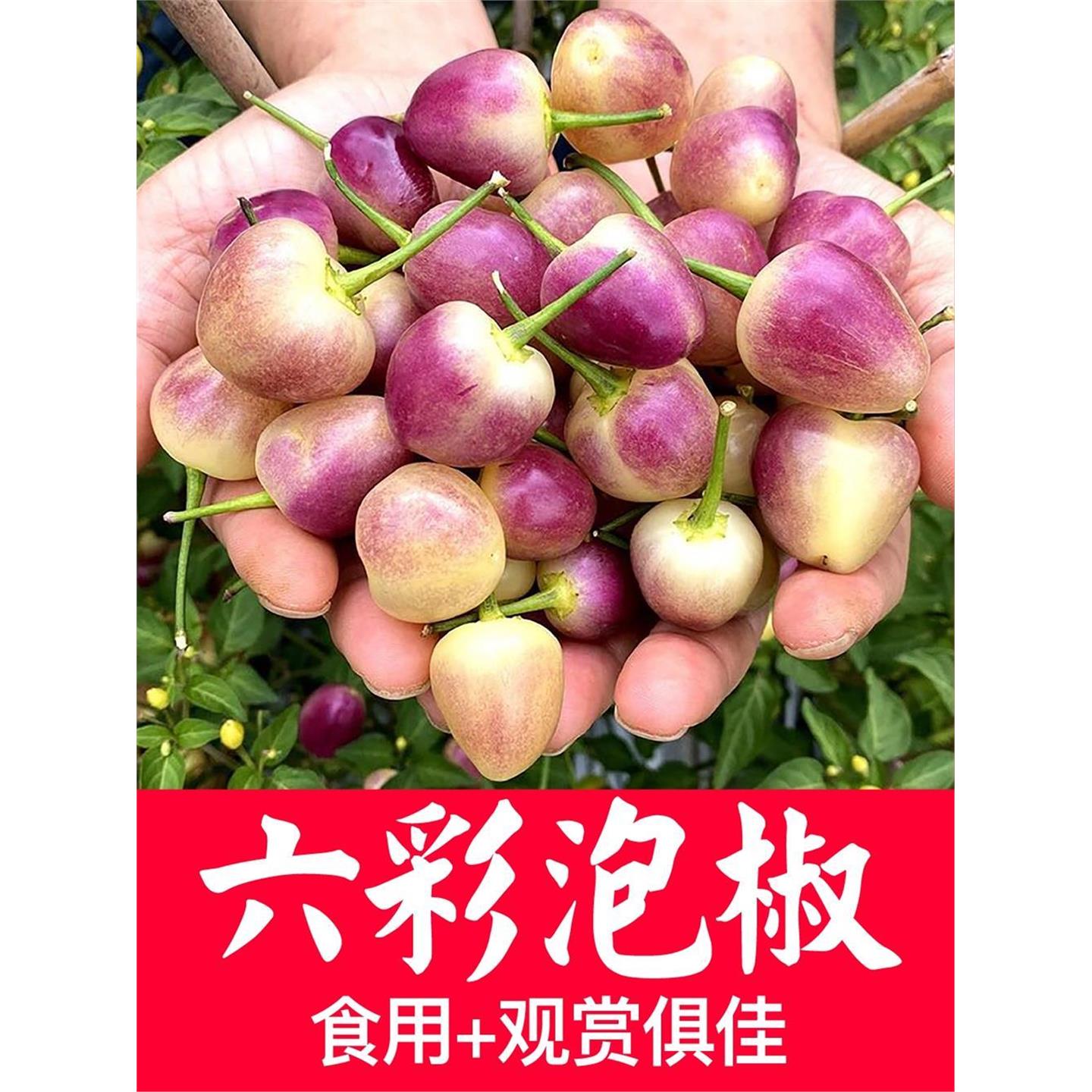六彩泡椒种籽专用五七多辣