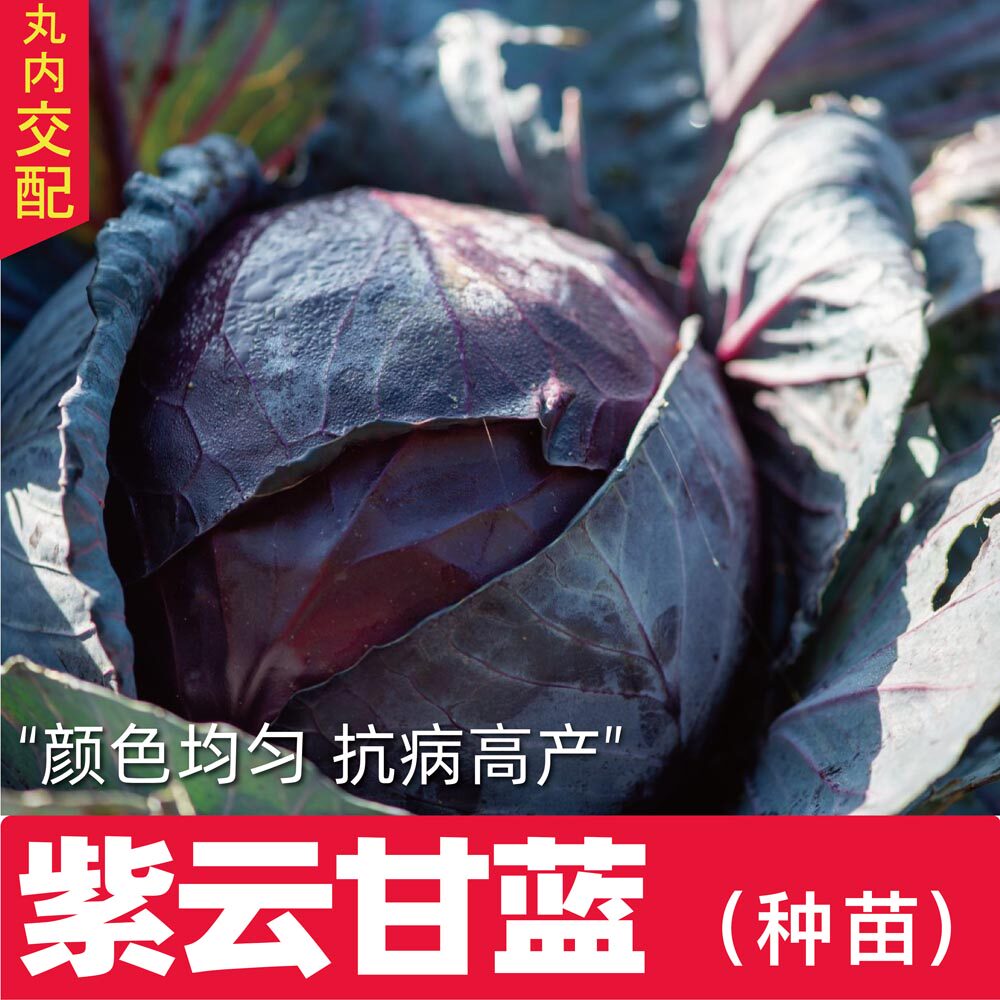 紫甘蓝秧苗孢子日本进口丸