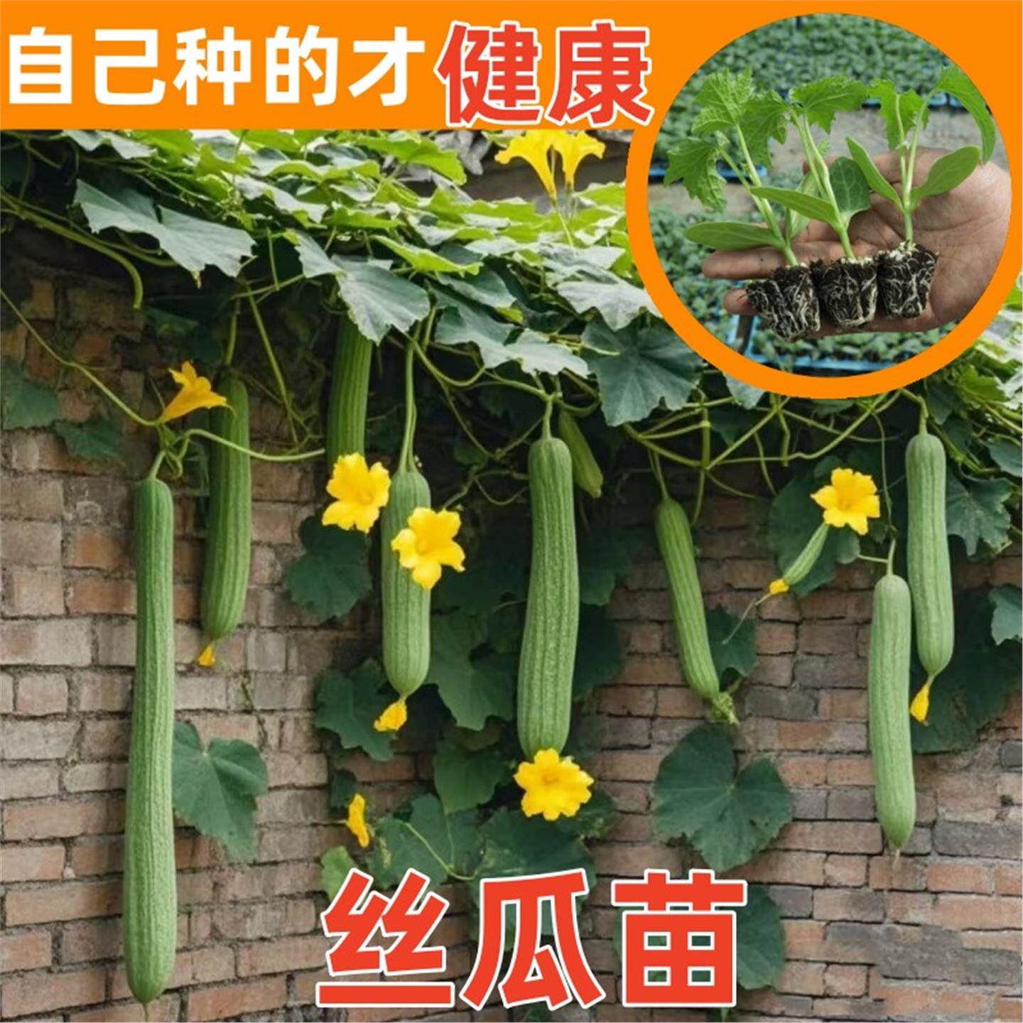 长丝瓜秧苗蔬菜大全庭院阳