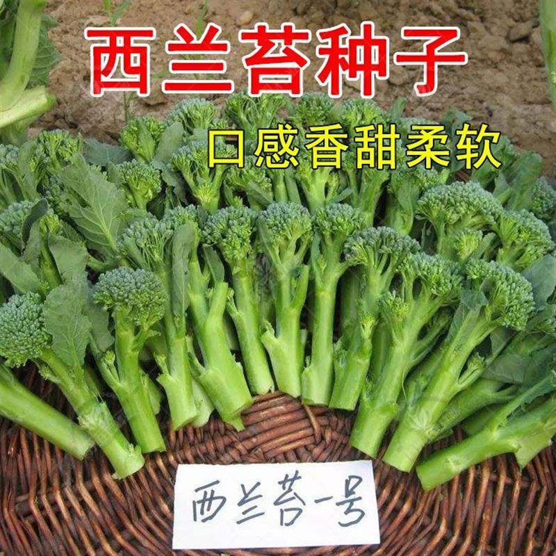 西兰苔种子 小小西兰花菜苔青花笋 芦笋青花菜芥蓝春秋播蔬菜种子