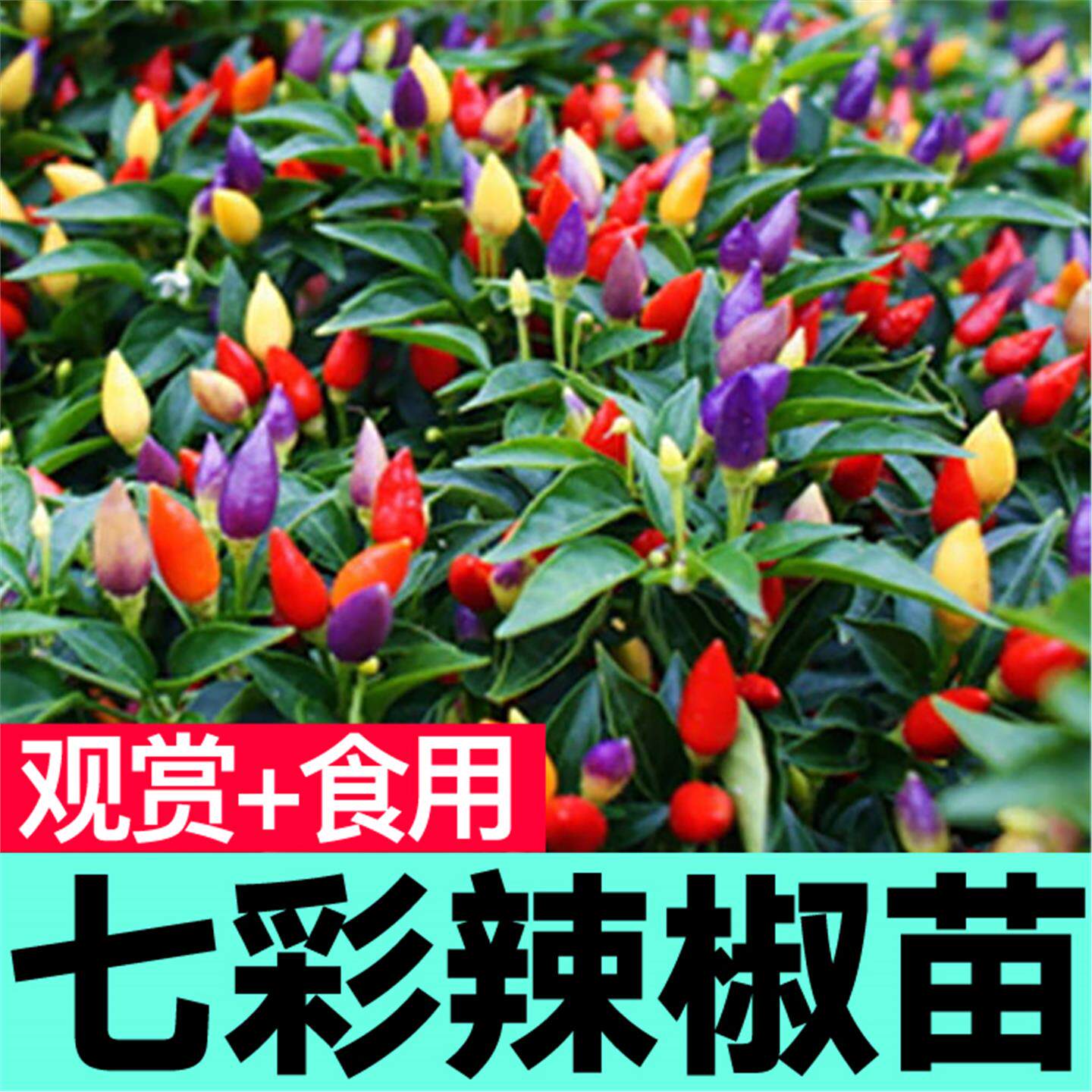 七彩五辣椒苗秧带土球观赏