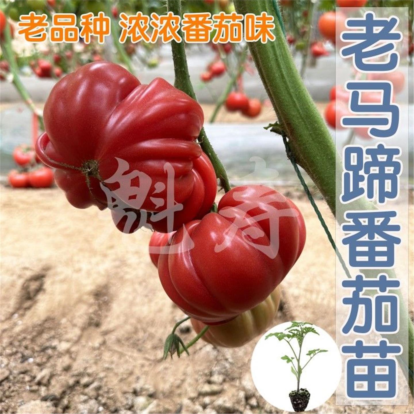 老品种牛排番茄秧苗马蹄子