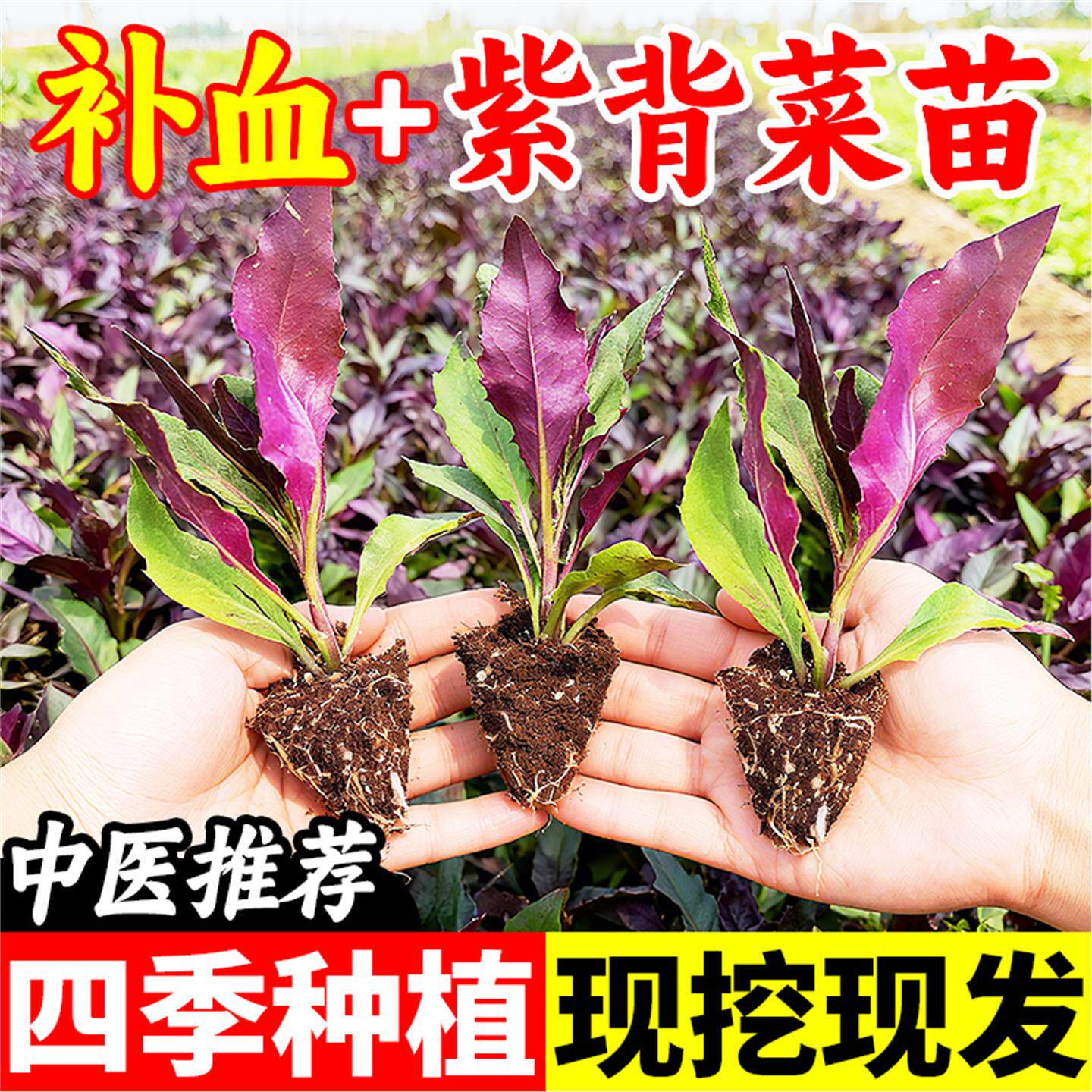紫背菜苗秧天葵观音老血皮