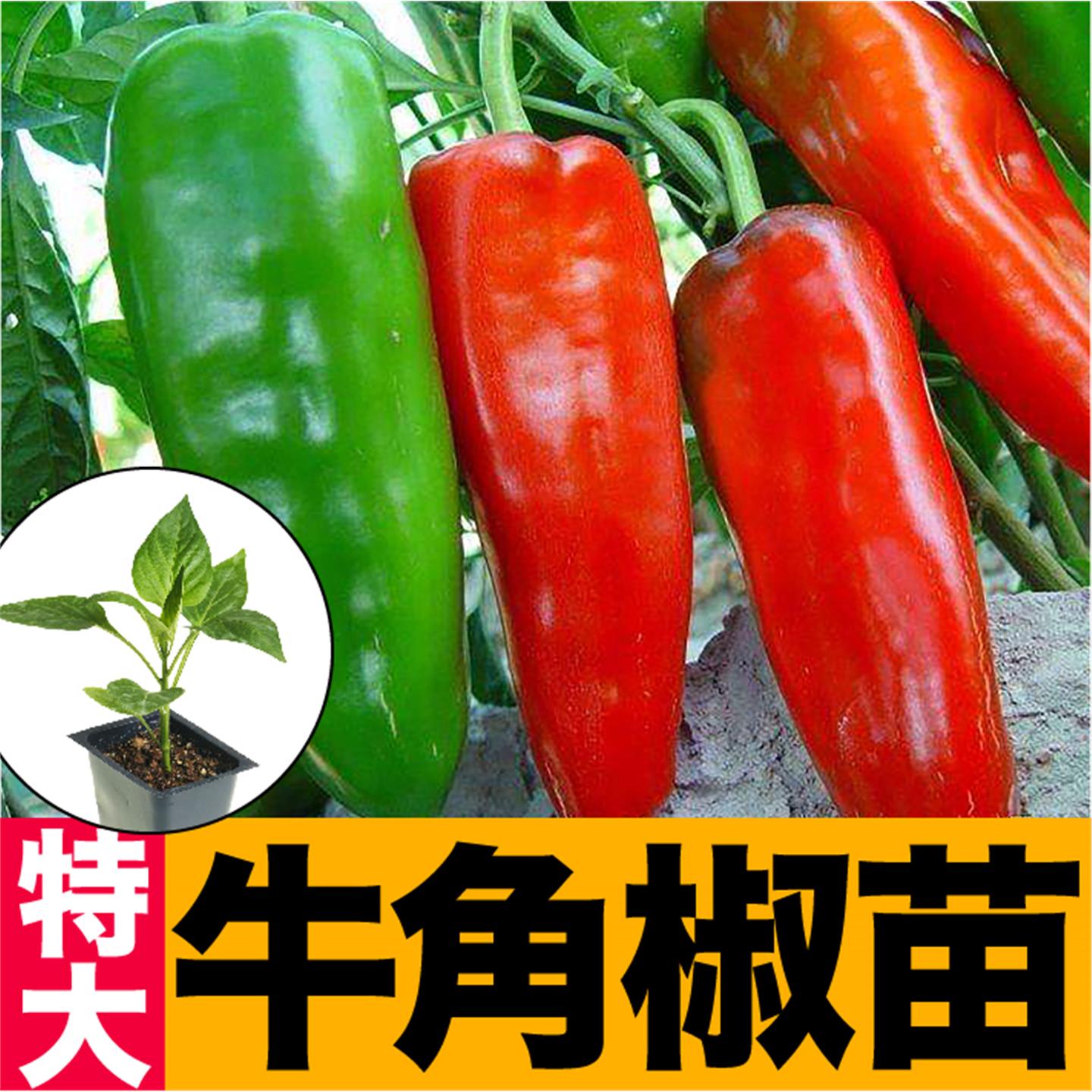 特大牛角尖椒秧苗种子羊辣