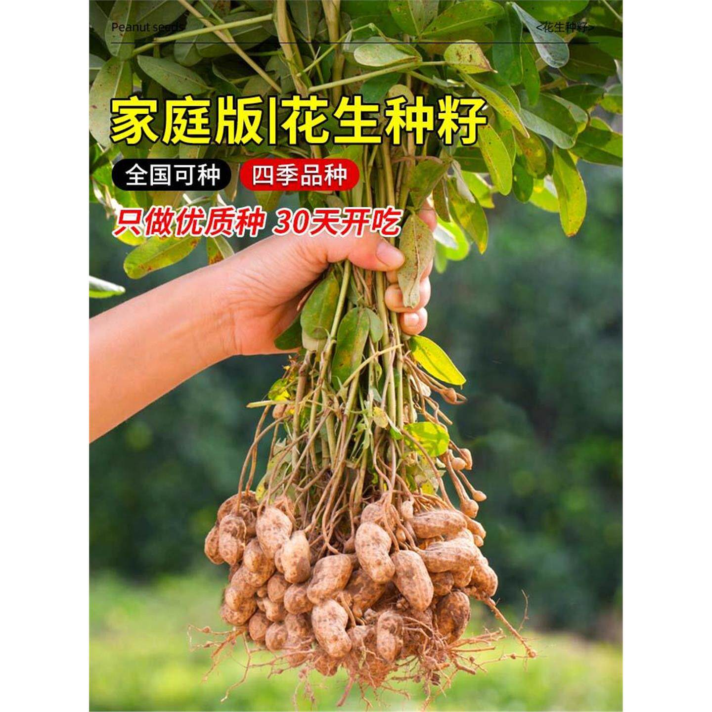高产花生种子籽红皮黑原优