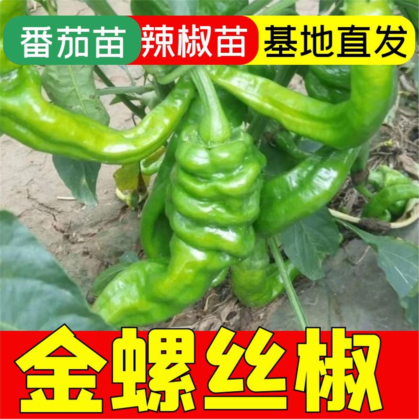 金螺丝椒辣苗高产香特大薄