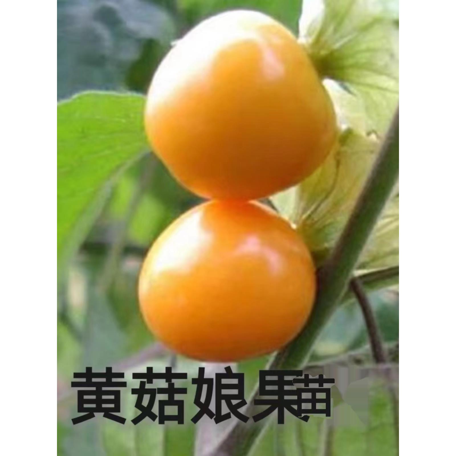 黄菇娘果苗东北姑四季春秋