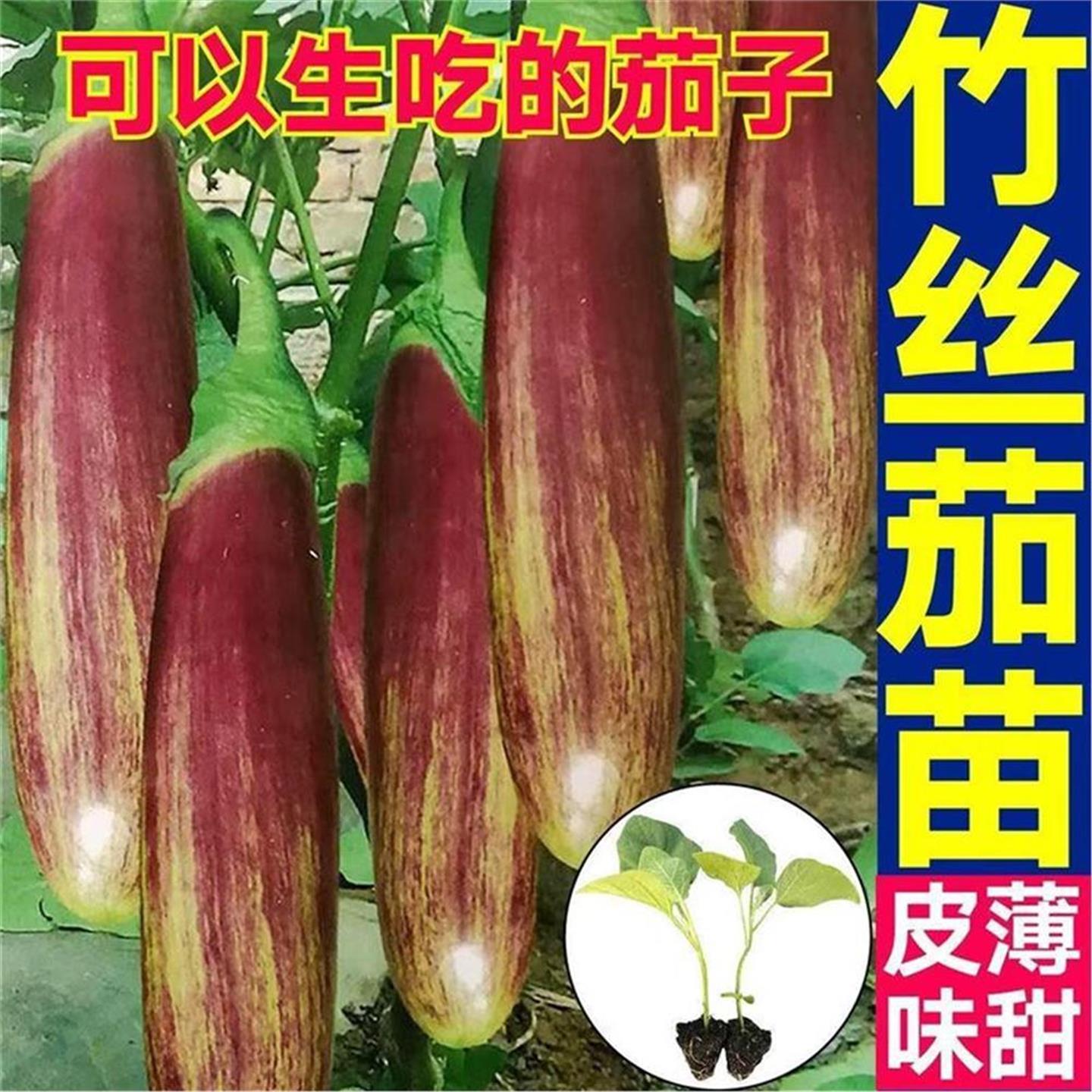 皮薄味甜水果竹丝茄子秧苗
