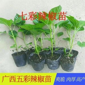 广西七彩椒苗辣秧食用泡五