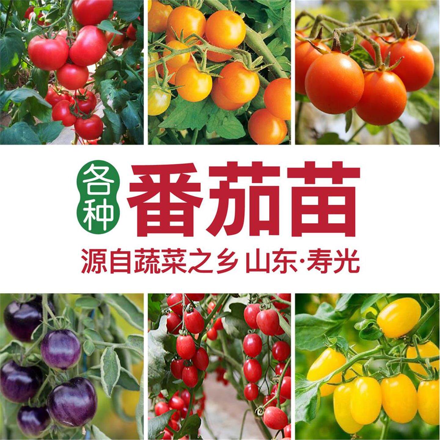 寿光四季西红柿苗矮生番茄