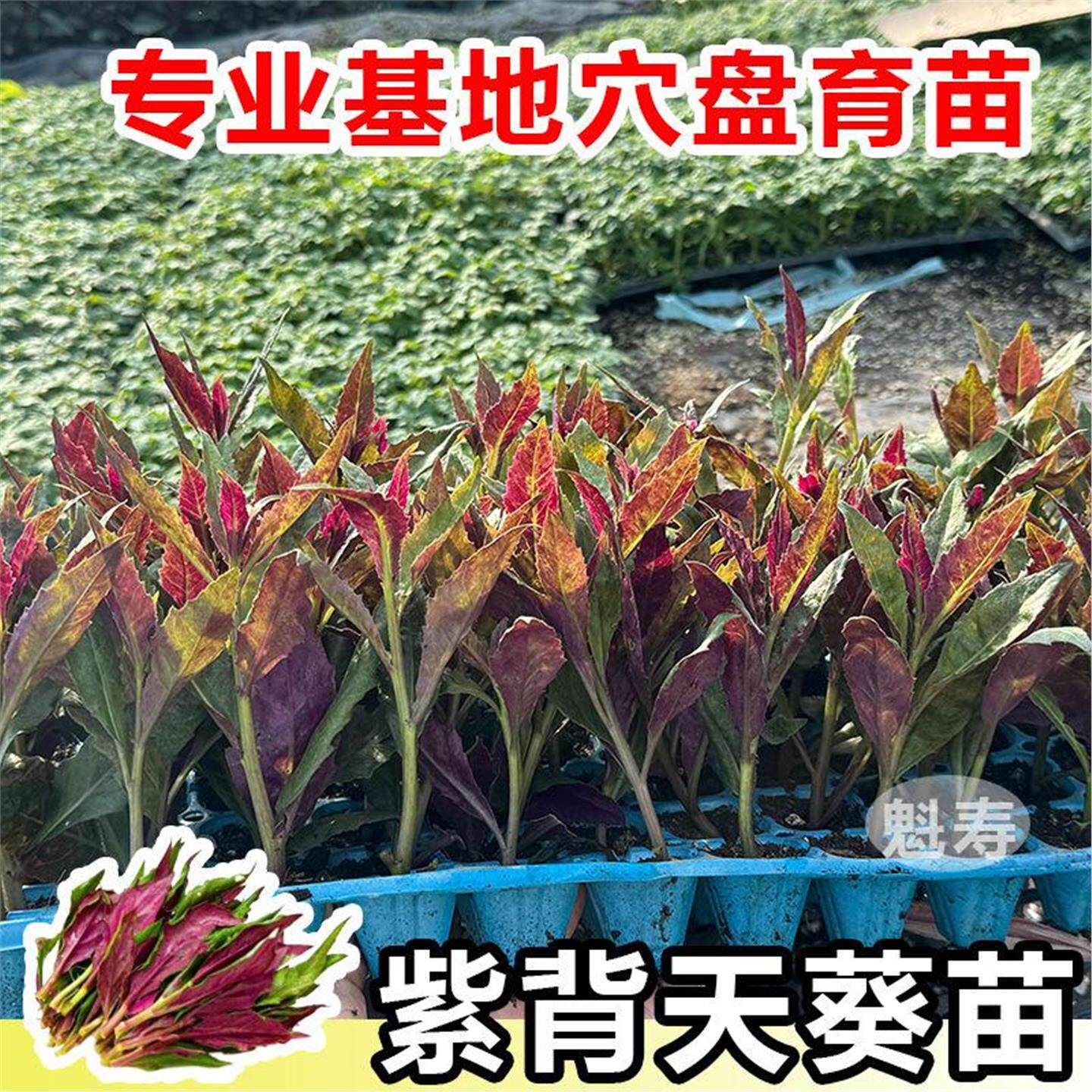 天然菜紫背葵苗秧盆栽阳台
