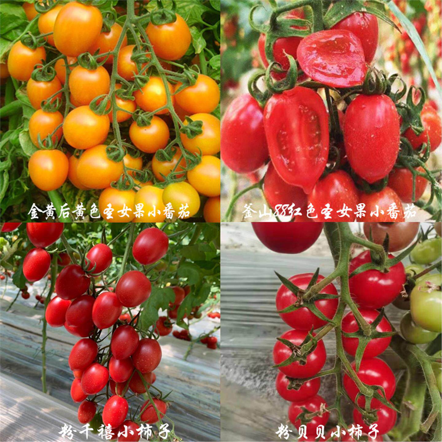 黄色红色圣女果苗子普罗旺斯苗草莓番茄苗四季阳台盆栽蔬菜苗